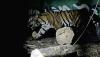 Diterkam Harimau, Pekerja Hutan Ini Selamat meski Tubuhnya Penuh Luka Cakar