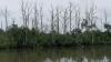 Mangrove Perepat di Teluk Balikpapan Banyak yang Mati, Bekantan Dikhawatirkan Masuk Permukinan Warga