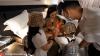 Kangen Baby Ameena,  Ashanty dan Anang Hermansyah Rebutan Menggendong Cucu 