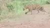 Penampakan Harimau di Jalan Raya Bengkulu, Ini Kata BKSDA