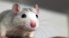 Wilayah Bebas Tikus di Dunia, Adakah?