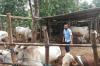  Bantul Antisipasi Wabah Penyakit Mulut dan Kuku Pada Ternak