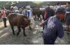 Bayang-Bayang Penyakit Mulut dan Kuku Mulai Hantam Harga Sapi yang Tengah Bagus 