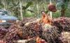 Petani Sawit Belitung Timur Akan Datangi Kantor Bupati Besok, Ada Apa?