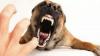 Buntut Bocah Digigit Anjing Rabies Tak Diberi VAR lalu Tewas, Kadinkes Bali Minta Warga Lapor