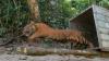 Ngeri! Harimau Sumatera Terkam Ayah dan Anak di Solok Selatan