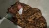 Dengar Suara Tangisan, Warga Pangkalan Bun Temukan Bayi di Pintu Rumah