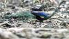 Cantiknya Burung Merak Hijau Jawa yang Masuk Kategori Spesies Dalam Bahaya - Bagian 3