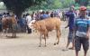 Hewan Kurban di Gunungkidul Wajib Kantongi Surat Keterangan Kesehatan Hewan