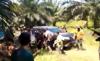 Penangkapan DPO di Perkebunan Sawit Ricuh, Polisi dan Warga Ketapang Bentrok