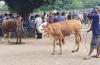 Ada 6 Sapi Terindikasi Penyakit Mulut dan Kuku, 2 Pasar Hewan di Gunungkidul Ditutup