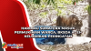 Harimau Sumatera Masuk Permukiman Warga, BKSDA Aceh Keluarkan Peringatan