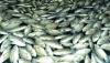 Puluhan Ton Ikan di KJA Waduk Darma Kuningan Mati Mendadak, Petambak Rugi Besar