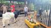 Kembangkan Kambing Etawa, Desa di Lereng Merapi Ini Berhasil Keluar dari Kemiskinan