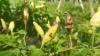 Terserang Hama, Hasil Panen Cabai Petani di Banjarnegara Anjlok 50 Persen