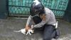Foto Anggota Polres Ciamis Rawat Puluhan Ekor Kucing Berpenyakit Sampai Sembuh