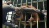 Viral Pemuda Ganteng Panik Dipeluk Paksa Orang Utan, Netizen: Jangan Tinggalin Aku