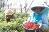 Sehari, Transaksi Cabai Merah Keriting di Pesisir Kulonprogo Tembus Satu Miliar