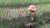 Dampak Cuaca Buruk, Ratusan Hektare Tanaman Bawang Merah di Brebes Gagal Panen