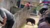 Babi Hutan Serang Balita di Pasirpogor KBB, Korban Luka di Perut dan Dada