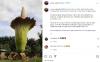 Bunga Bangkai Raksasa Mekar di Kebun Wagub Sumut, Netizen: Masya Allah