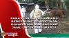 Atasi PMK, Para Pemuda di Jombang Berkeliling Semprotkan Disinfektan dan Bagikan Jamu untuk Sapi Warga