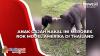 Anak Gajah Nakal Ini Merobek Rok Model Amerika di Thailand