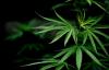 Miris, 3 Pelajar di Payakumbuh Ditangkap Polisi Edarkan Ganja