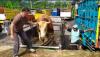  Fantastis, Sapi Jumbo di Banjarnegara Seharga Mobil