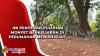 Ini Penyebab Puluhan Monyet Berkeliaran di Perumahan Mewah Pluit