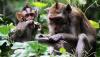 Wisata Hutan Kera Nepa di Sampang yang Dihuni 500 Monyet Ekor Panjang - Bagian 3