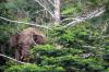 Kawanan Gajah Liar Memasuki Perkebunan Kopi di Aceh Utara - Bagian 2