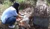 Sidak Penjual Hewan Kurban di Denpasar, Seekor Kambing Ditemukan Mati 