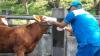 Ratusan Petugas Diterjunkan untuk Pantau Pemotongan Hewan Kurban