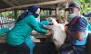 Ribuan Sapi Sudah Divaksin, Penularan PMK di Salatiga Menurun