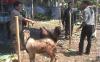 Jelang Idul Adha, Harga Sapi dan Kambing di Kabupaten Semarang Naik Tajam