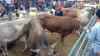 Puluhan Sapi dan Kambing Kurban Jadi Tontonan Warga Bode Lor Cirebon, Lalu Lintas Macet