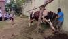 Heboh, Sapi Kurban Berbobot 1 Ton Milik Bupati Cirebon Ngamuk saat Akan Dipotong