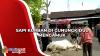 Sapi Kurban di Gunungkidul Mengamuk