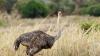 5 Burung Paling Berbahaya di Dunia, Bisa Membunuh Manusia