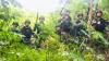 Satgas Pamtas TNI Temukan 5 Hektare Ladang Ganja di Perbatasan RI-Papua Nugini