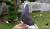 10 Burung Termahal di Dunia, Nomor 5 dari Kedu Jawa Tengah