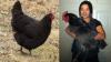 7 Ayam Terbesar di Dunia Berdasarkan Jenisnya, Nomor 6 Sangat Cantik