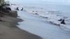 Abrasi di Pantai Padang Pariaman Makin Parah, Ini Penyebabnya