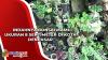 Indahnya Bonsai Mame Ukuran 8 Sentimeter di Kota Denpasar