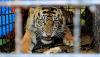 Harimau Sumatera Masuk Kantor BRIN Agam, BKSDA Tetapkan Siaga Satu