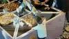 Tanding Catur Lawan Robot, Jari Bocah Ini Malah Patah