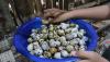 Budi Daya Burung Puyuh, Sehari Produksi 750 - 950 Telur - Bagian 2