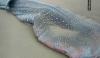 Ikan Hiu Terdampar dan Mati di Perairan Alas Purwo Banyuwangi 