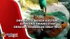 Dramatis! BKSDA Kalteng Evakuasi Orangutan dengan Tembakan Obat Bius